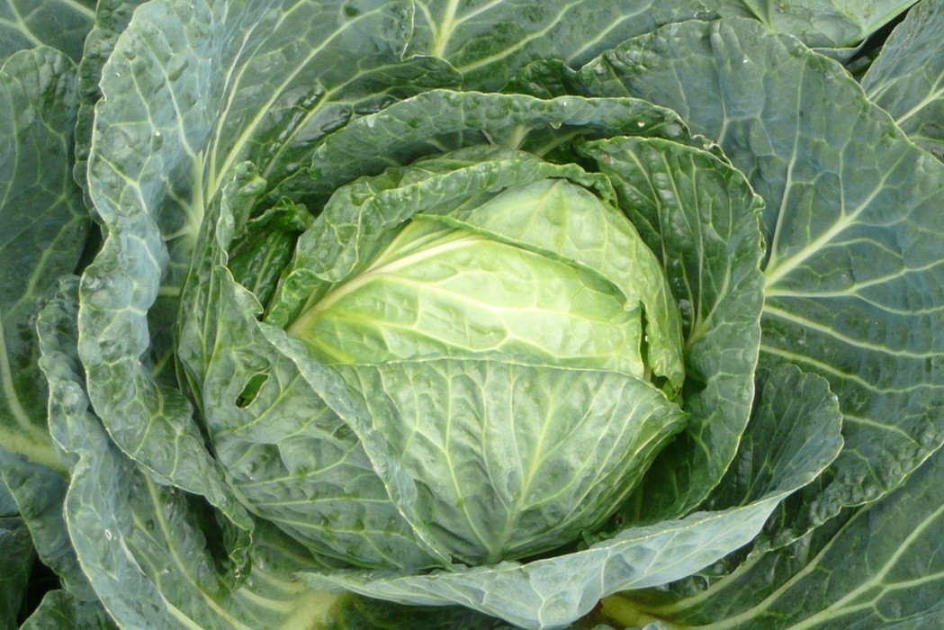 co_mozna_znalezc_w_kapuscie_foodtrade